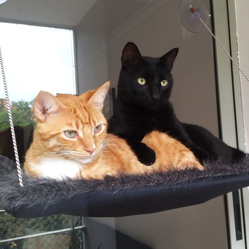 Hamacas De Ventana Para Gatos. Tela De Peluche - Miel Felina