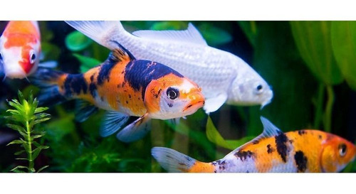 Imagen 1 de 5 de Pez Carpa Para Acuarios Y Estanques