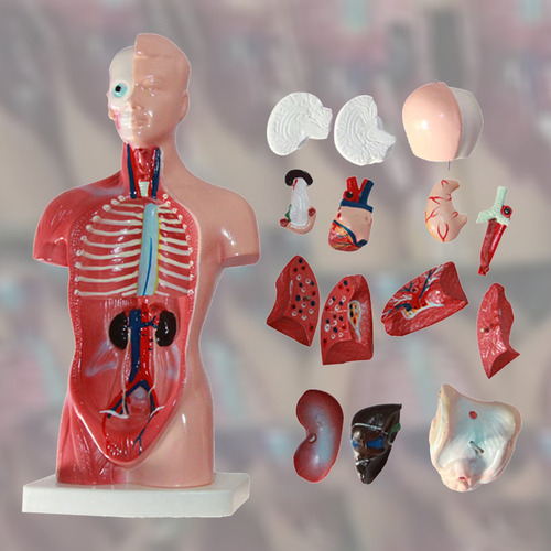 Figura Modelo Cuerpo Torso Humano Anatomía