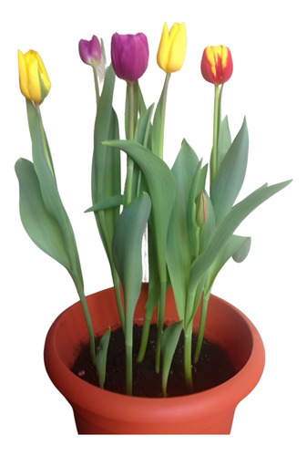 Planta Cuidados De Tulipanes Holandeses