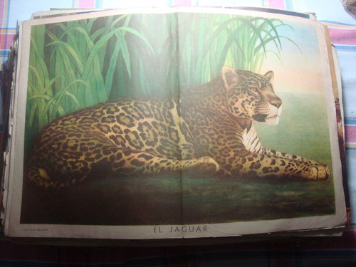 Póster Lámina Escolar El Jaguar Anteojito Billiken