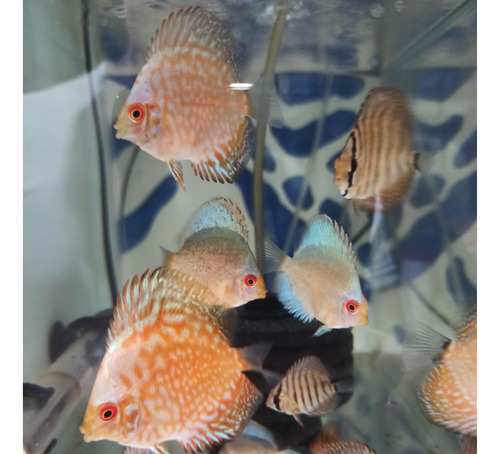 Peces Disco 4-5 Cms Variedades