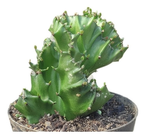 Euphorbia Lactea Cristata - Rabo De Sereia, Cacto Monstro | Parcelamento  sem juros