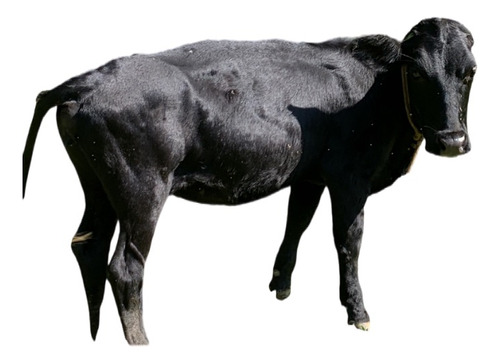 Mini Vaca