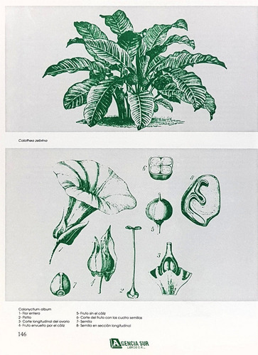 Plantas De Interior E Invernadero, Descripción Y Cultivo