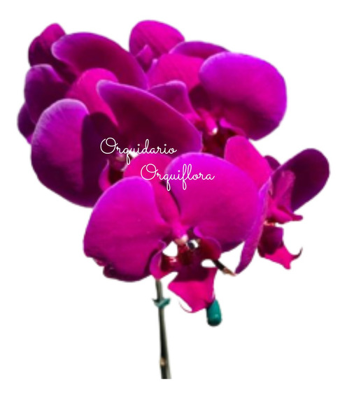 Orquideas Phalaenopsis Roxa Decoracao | MercadoLivre 📦