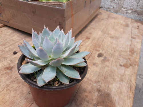 Echeveria Peacockii O Desmetiana Suculenta Mercado Envíos