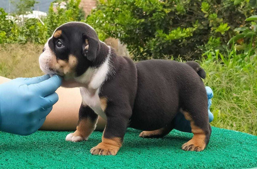 Cachorros Bulldog Ingles