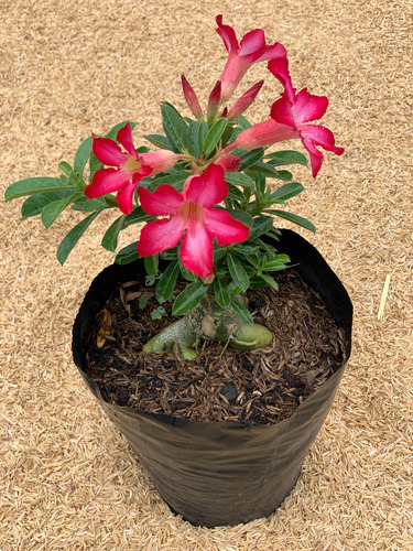 Adenium Obesum Planta