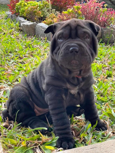 Cachorro Sharpei . Consultar Por Nueva Camada