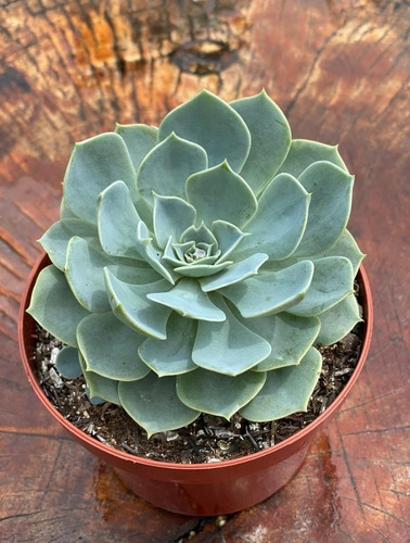 Suculenta Echeveria Pumila Secunda Var Glauca Azulada C/ 8cm