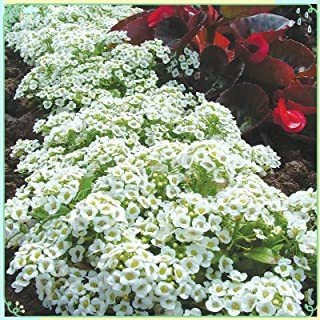 Rare Flower Plant Seeds 1000+ Alyssum Seeds Alfombra De Niev