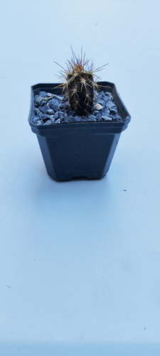 Stenocereus Eruca