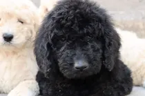 Comprar Caniche Gigante\u002F Poodle Standard\u002F Poodle Gigante