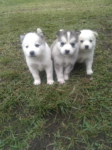 Pomsky 4ta Generación 