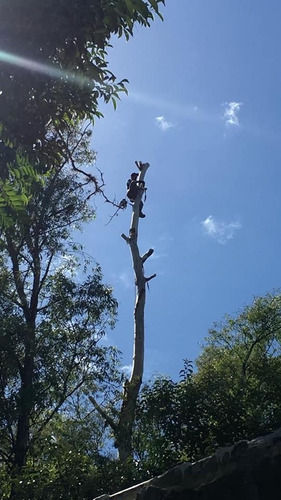 Imagen 3 de 10 de Poda, Tala, Extracción De Árboles/poda En Altura Zona Sur