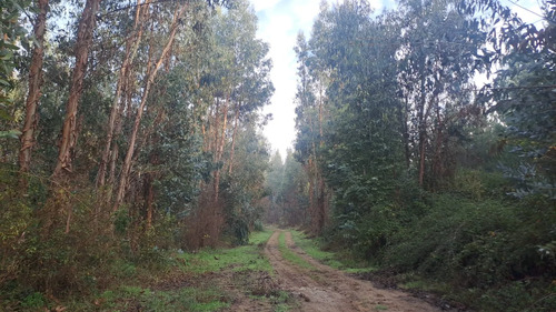 Se Vende O Permuta Campo De 26 Has. Con Eucaliptus En Chudal