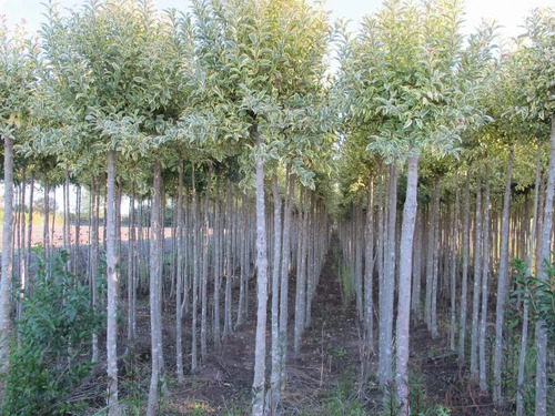 Arbol Ligustrum Lucidum Aurea 2mts 50lts