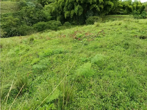 Venta Finca Filandia A Borde De Carretera - 20 Cuadras