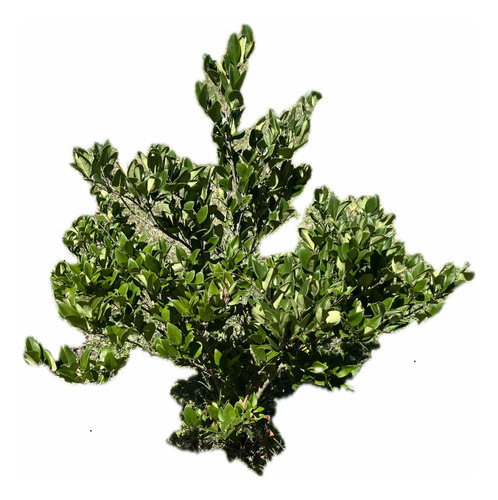 Oleo Texano Verde