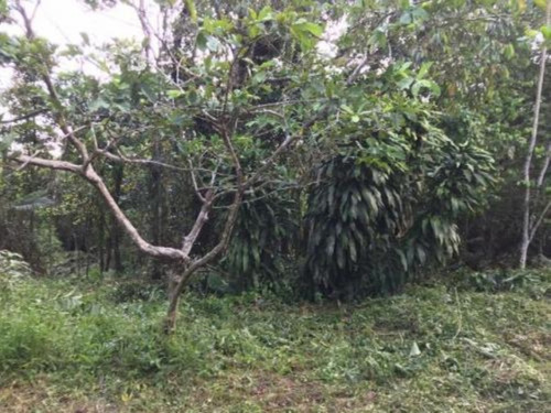 Imagem 2 de 4 de Terreno Para Chácara No Bairro São Fernando, Em Itanhaém, Com 2.400 M² De Área Total, Aceita Entrada Mais Parcelas
