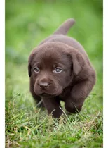 Comprar Labrador Cachorros Puros Y Robustos, Estamos En La Plata--