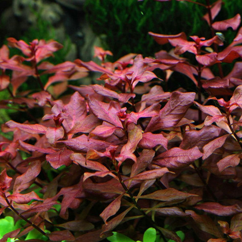 Ludwigia Repens Rubin Planta Acuario