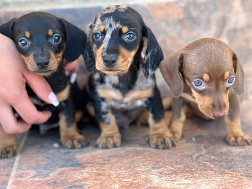 Cachorro Teckel Arlequín Medellin Animal Pets Colombia 