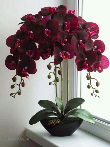 100 Semillas De Orquídea Amor
