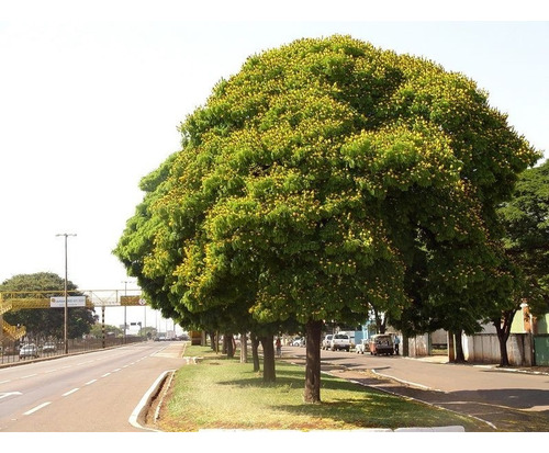 Sementes De Sibipuruna Caesalpinia Pluviosa Sebipira