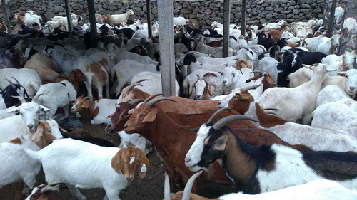 Imagen 3 de 4 de Venta De Cabras De Raza Boer