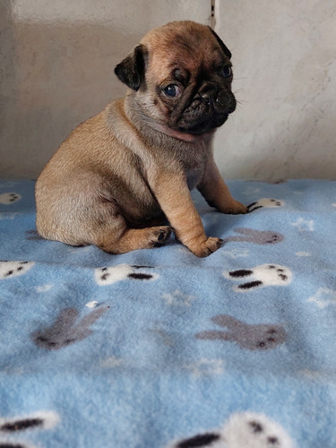 Pug Carlino Hembrita Lista Para Entregar 