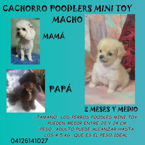 Imagen 5 de 5 de Cachorros Poodlers Micro Toys
