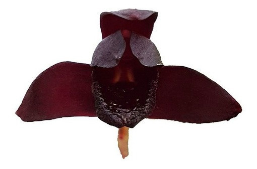 Orquidea Negra Original Kit 4 Plantas Adultas Super Promoção