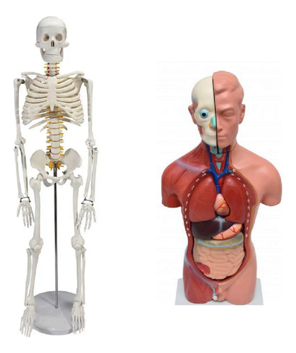 Esqueleto 85 Cm Com Torso Masculino De 42cm Em 13 Partes