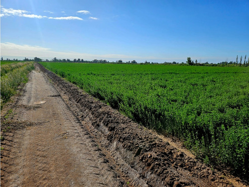 Venta Finca 20 Hectareas Apto Pistachos Altos Del Olvido Mendoza