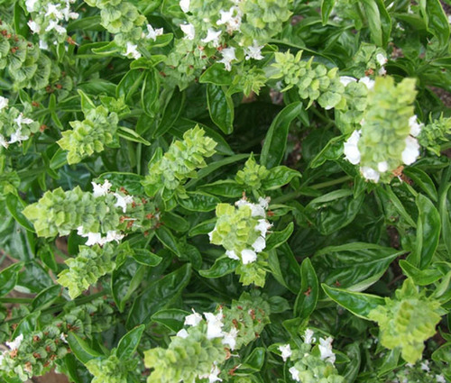 30 Sementes De Manjericão Genoves - Genovese Basil Italiano