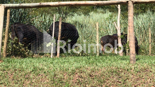 Imagem 27 de 30 de Rural - Ref: 7547