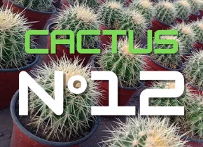 Cactus N°12