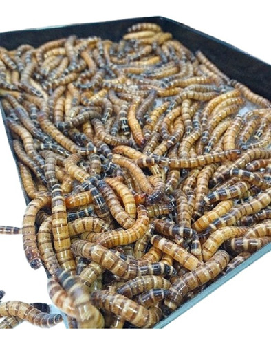 Tenebrio Gigante 100larvas + Farelo Trigo 500 Tf-100500nino)