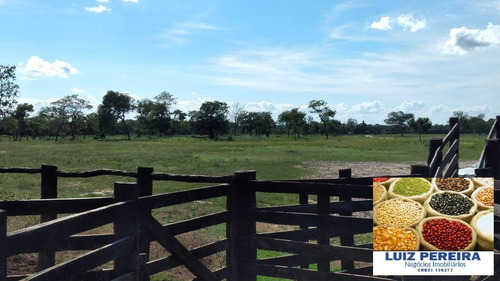 Fazenda À Venda Em Porto Murtinho - Ms - De 1.917 Hectares (pecuária) - 1635