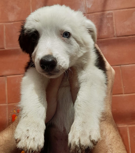 Cachorros Border Collies Negro Y Blanco