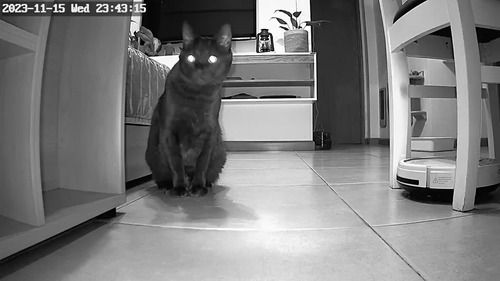 Comedero automático para gatos con cámara video HD 1080P con visión no -  VIRTUAL MUEBLES