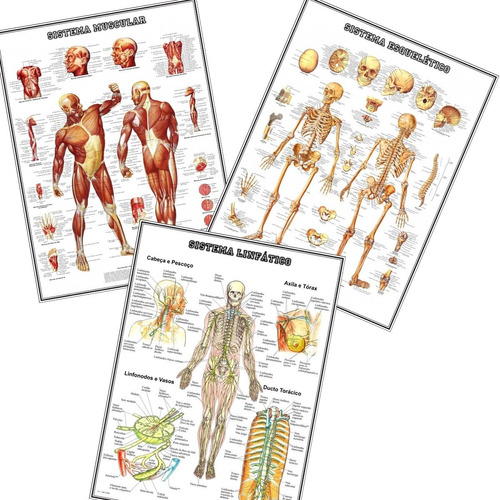 3 Posters Anatomia 65cmx100cm Muscular Esquelético Linfático
