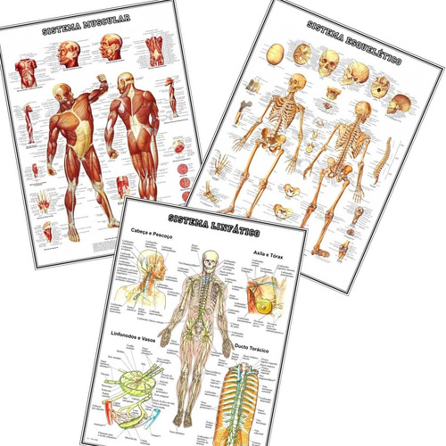 3 Posters Anatomia 65cmx100cm Muscular Esquelético Linfático