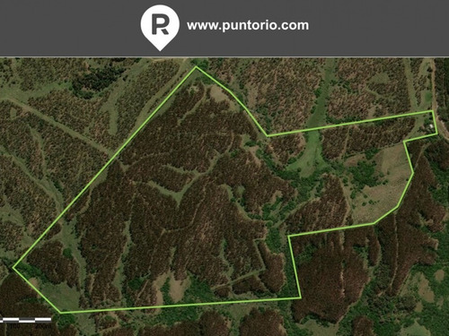 Punto Río | 83 Hectáreas Forestadas