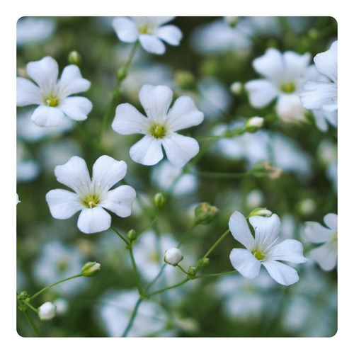 1.100 Sementes De Gypsophila Elegans Mosquitinho Branco - 1g