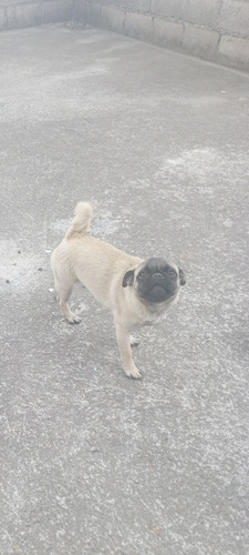 Pug Carlino