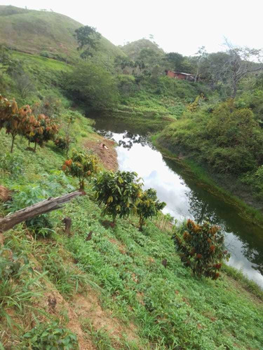 Imagen 9 de 15 de Se Vende Finca En Nirgua Sector Las Palmas / Yaracuy.