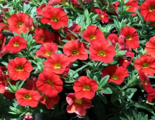 100 Semillas De Flores Petunia Enana Colores Variada 100 Semillas De Flores Petunia Enana Colores Variada